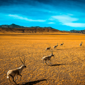 格尔木+大柴旦翡翠湖旅游景区+察尔汗盐湖+乌素特水上雅丹地质公园+昆仑山口+可可西里国家级自然保护区5日4晚私家团