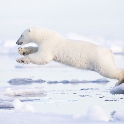 斯瓦尔巴+冰岛+丹麦18日跟团游