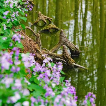 泰州+千垛景区+李中水上森林公园2日1晚私家团