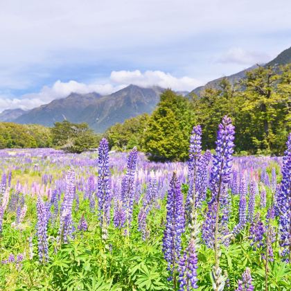 澳大利亚+新西兰12日11晚私家团