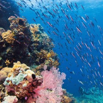 澳大利亚布里斯班+凯恩斯+可伦宾野生动物保护区+大堡礁+库兰达雨林小镇9日7晚拼小团