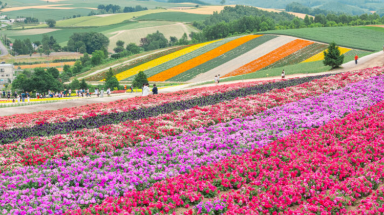 8-Day AIRFARE INCL·Japan: Sapporo + Chitose + Noboribetsu + Lake Toya + Furano + Otaru · SG Departure · Flights Incl · Meals Incl · SG Tour Leader · Leisure Pace · Senior-Friendly