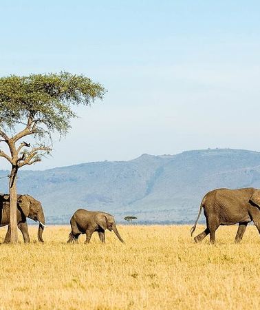 4D3N • 4 Days Experience big five in Tarangire, Serengeti & Ngorongoro Safari