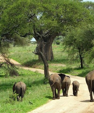 3D2N • 3 Days 2 Nights Group Joining Serengeti and Ngorogoro Safari