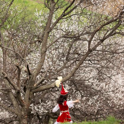新疆北疆+伊犁+那拉提旅游风景区+赛里木湖3日2晚拼小团
