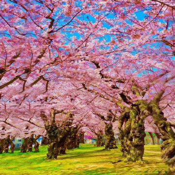 日本北海道+带广+阿寒湖+网走+札幌7日6晚私家团