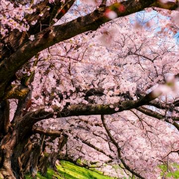 日本大阪+京都+奈良4日3晚私家团