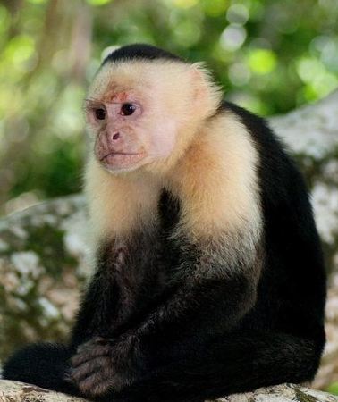 11D10N • 11-Day Jewels of Costa Rica from San José