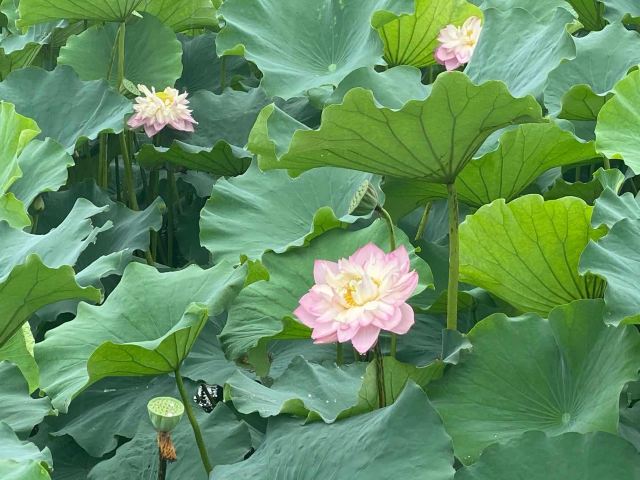 Lotus Pond In Moonlight Wetland Park Attractions Suzhou Travel Review Travel Guide Trip Com