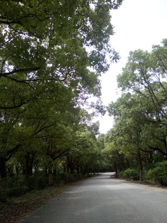 上海滨海森林公园旅行图片 5