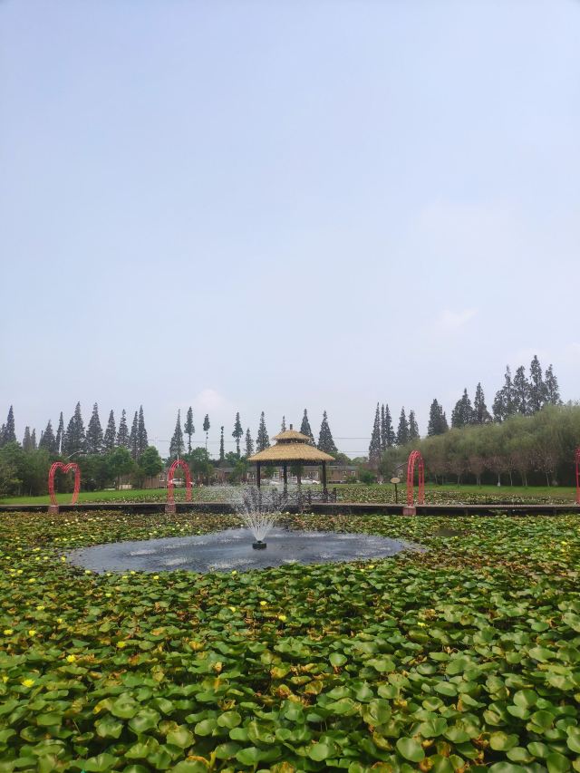 上海崇明荷花博览园旅行图片 4