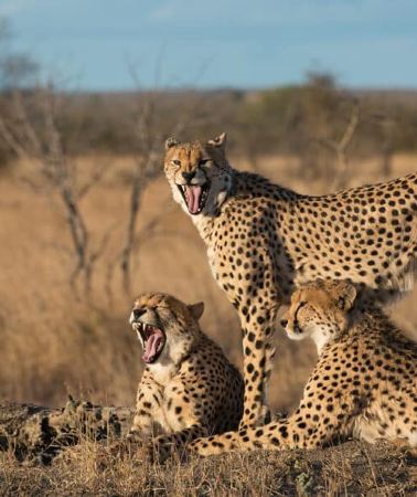 3D2N • Johannesburg + Pretoria + Pilanesberg National Park