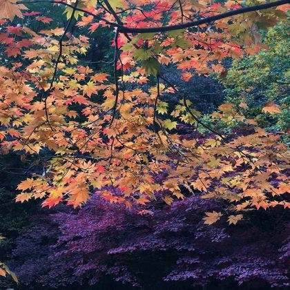 吉林+辽宁+延吉+长白山8日7晚私家团