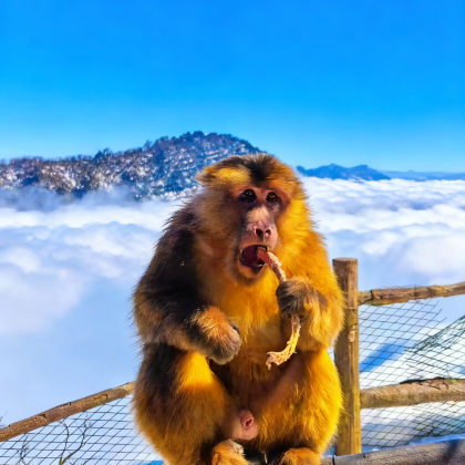 四川峨眉山+乐山大佛2日1晚跟团游