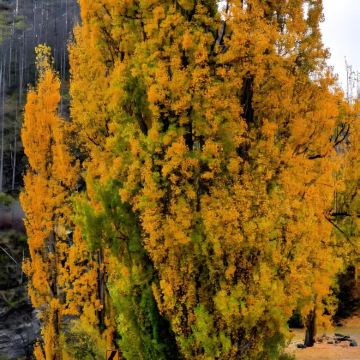 新西兰+奥克兰+罗托鲁瓦+惠灵顿11日10晚私家团
