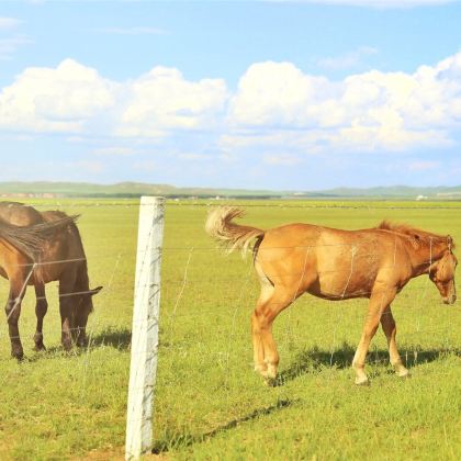 中国内蒙古锡林郭勒盟锡林郭勒盟草原+锡盟西乌旗乌兰五台景区+阿斯哈图石林景区+达里湖+元上都遗址+锡林郭勒盟(柳兰沟)+平顶山火山群7日6晚跟团游
