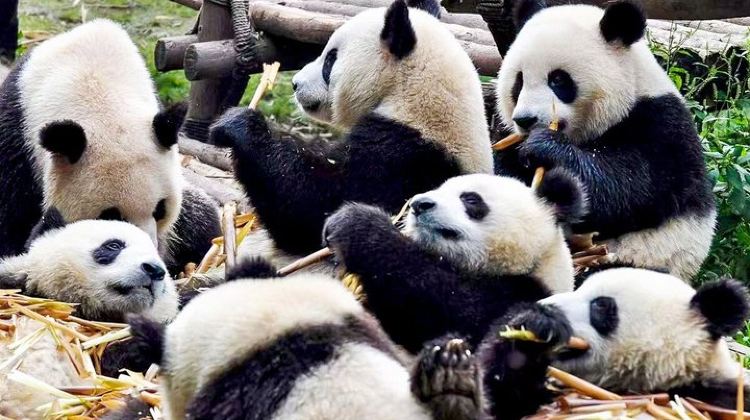 14D13N · Group Tours · 14-Day Small-Group Tour to Beijing, Xi'an, Chengdu, Yangtze, Chongqing, Shanghai