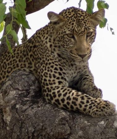 3D2N • 3 Days Explore Selous Game Reserve + Boat safari + bushman walking