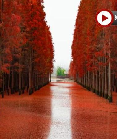 6日5晚 • 楓紅杏黃‧鄂湘聯遊~武漢、隨州、荊州、岳陽6天賞秋純玩高鐵團 隨州千年銀杏谷、錢沖古銀杏國家森林公園、東湖落雁景區+圍爐煮茶、仙桃夢裡水鄉(包乘畫舫)、文華學院紅楓林、永安包船荊州護城河畫舫夜...