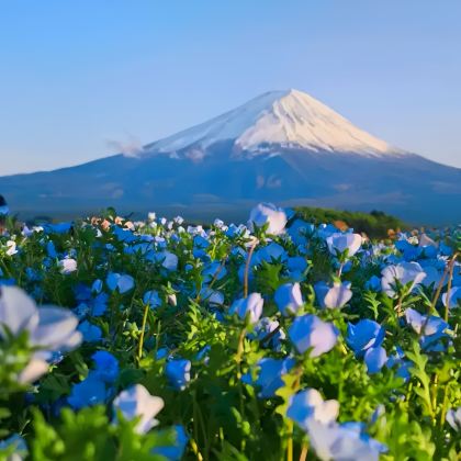 日本东京+大阪+富士山+京都+奈良公园6日5晚跟团游