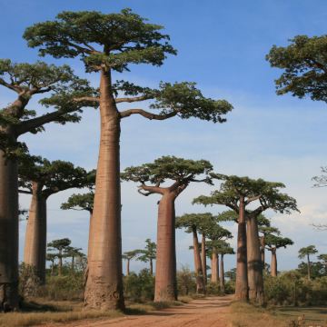 马达加斯加+留尼汪（法属）+毛里求斯+塞舌尔18日跟团游