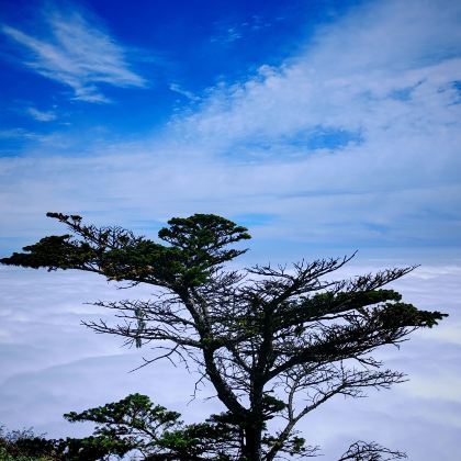 成都+峨眉山+乐山+都江堰+成都大熊猫繁育研究基地+青城山3日2晚跟团游