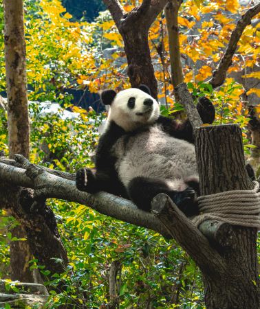 5D4N•Chengdu + Chongqing by High-Speed Rail - Immersive Local Life - Panda, Sanxingdui, Dujiangyan, Yangtze River Cableway, Hongya Cave Night View, Liziba Light Rail & Kuanzhai Alley