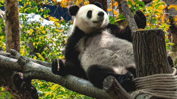 5D4N · Private Tours · Chengdu panda & world heritage trip: Hilton stay, Sanxingdui, Dujiangyan, Qingcheng Mountain & Panda Base - exclusive vehicle