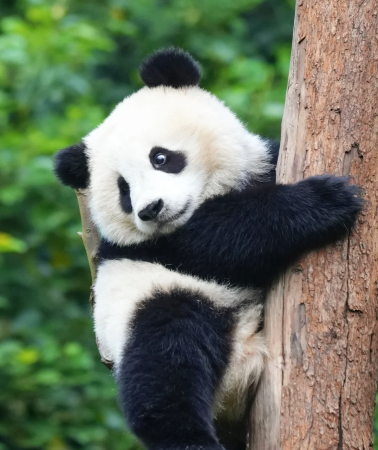 5D4N • Christmas encounter with Western Sichuan's colorful forests · unlock the panda and the Jiuzhaigou-Huanglong wonderland, with overnight stays at IHG-branded select hotels throughout