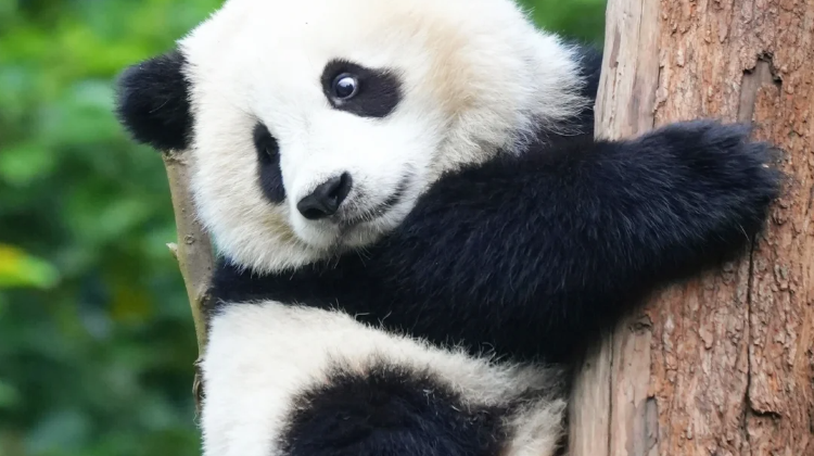 7-Day Autumn-Winter early bird- Sichuan highlights: Panda, Jiuzhaigou, Emei, Leshan, Sanxingdui. 5-star stays. Limited Golden Season Slots