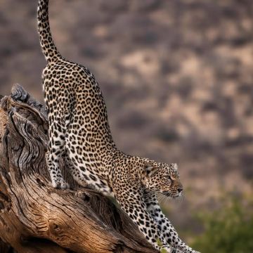 肯尼亚9日7晚私家团