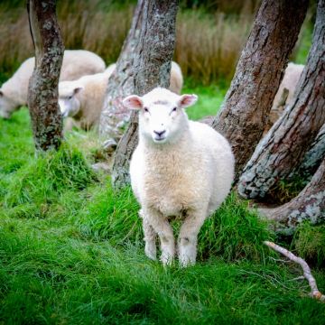 新西兰北岛6日4晚私家团