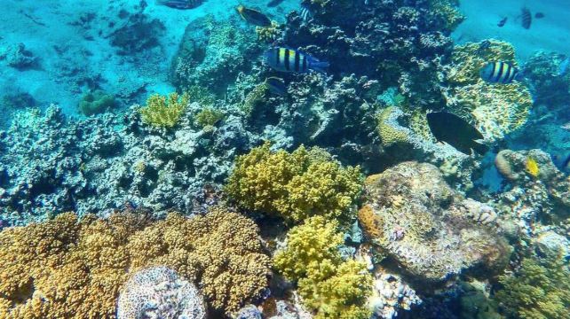 8-Day Classic Jordan Ancient Cities and Desert Adventures Tour from Amman·Jerash Governorate, Dead Sea, Wadi Rum and Aqaba | Entrance Fees Included