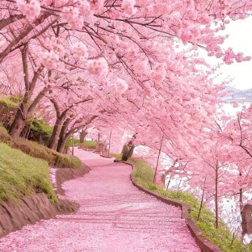 日本福冈+别府+黑川温泉+熊本7日6晚私家团