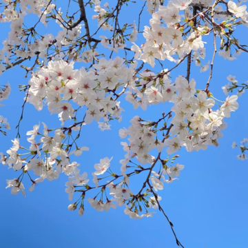 江西庐山3日2晚拼小团