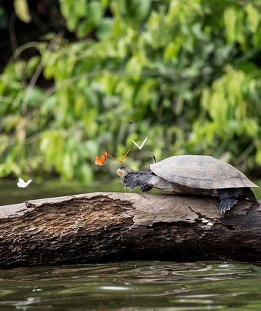 3D2N • 3 days 2 nights – Peruvian Tambopata Jungle