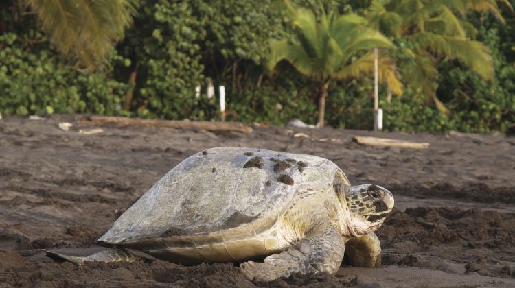 14-Day Explore Costa Rica Tour from San José · Tortuguero, La Fortuna, Monteverde and Manuel Antonio