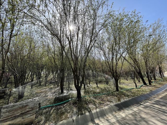 石家庄植物园旅行图片 1