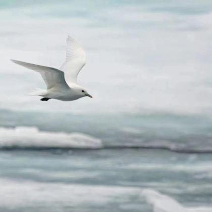 北极+格陵兰+冰岛+斯瓦尔巴朗伊尔城+丹麦哥本哈根17日跟团游