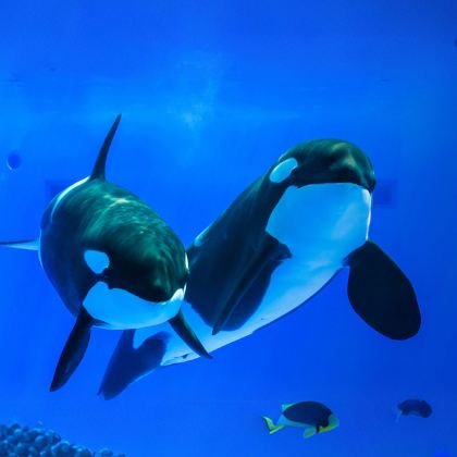 日本大阪+京都+神户+有马温泉乡7日6晚私家团