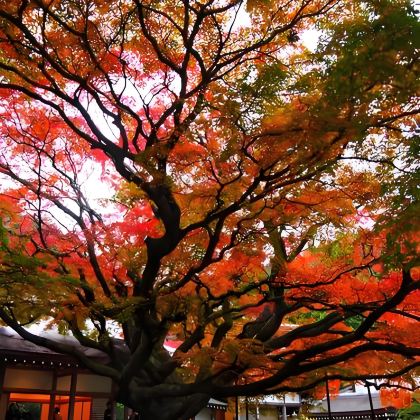 日本九州+福冈+北九州+丝岛市5日4晚跟团游