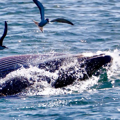 斯里兰卡12日11晚私家团