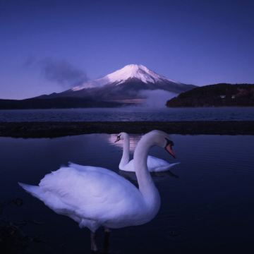 日本东京+富士河口湖町+富士山+箱根6日5晚拼小团