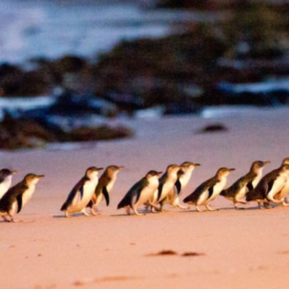 澳大利亚墨尔本+大洋路+菲利普岛5日4晚拼小团