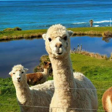 澳大利亚墨尔本+黄金海岸+悉尼12日11晚私家团