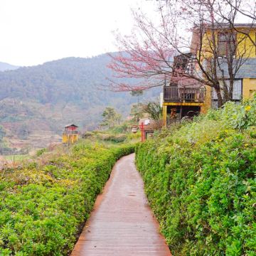 攀枝花+迤沙拉民族文化村+新山梯田+二滩国家森林公园4日3晚私家团