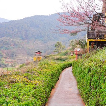 攀枝花+迤沙拉民族文化村+新山梯田+二滩国家森林公园4日3晚私家团