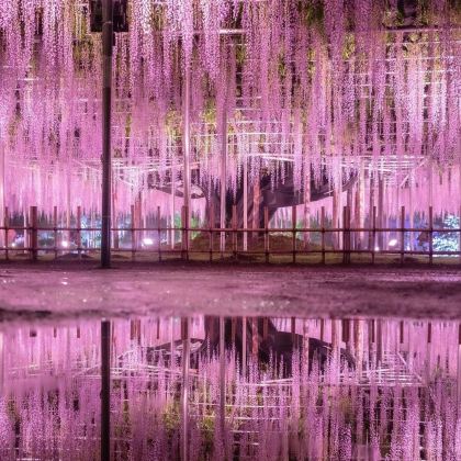 日本东京+栃木县+富士山+大阪+京都+奈良市14日13晚拼小团