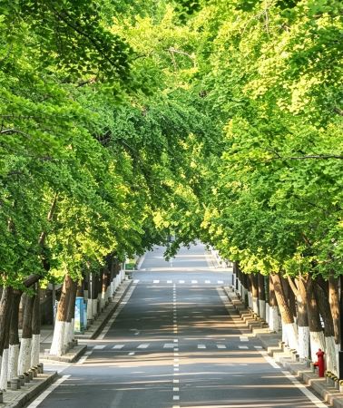 11D9N • Henan - Shandong Interprovincial Tour, featuring Longmen Grottoes, Shaolin Temple, Qingming Riverside Landscape Garden, Mount Tai, and the Beer Museum, Free eSIM Included