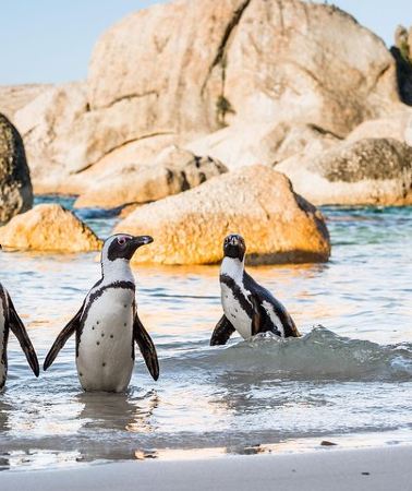 2D1N • Private 2-Day Cape Town Highlights: Robben Island,Table Mountain Tickets & Wine